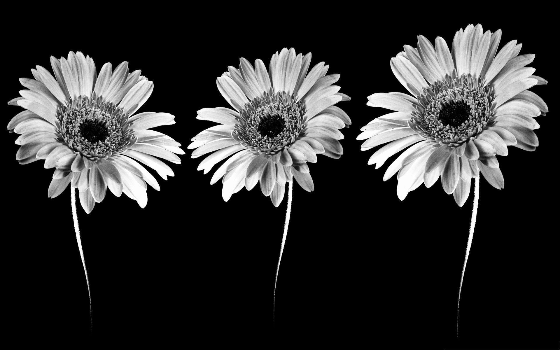 Three daisies in black and white - Black, black and white