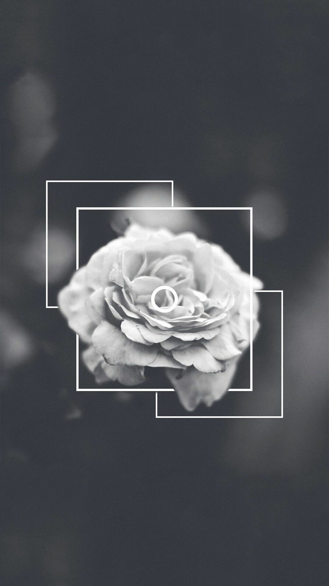 Black and white flower in a frame wallpaper 1080x1920 - White, black phone, photography, black glitch, black and white, dark, black, beautiful, dark phone, black rose, gray, medical, roses, creepy, cute white