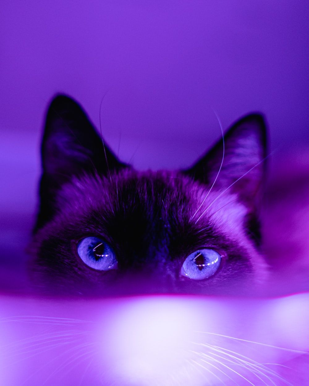 Purple Aesthetic Picture. Download Free Image