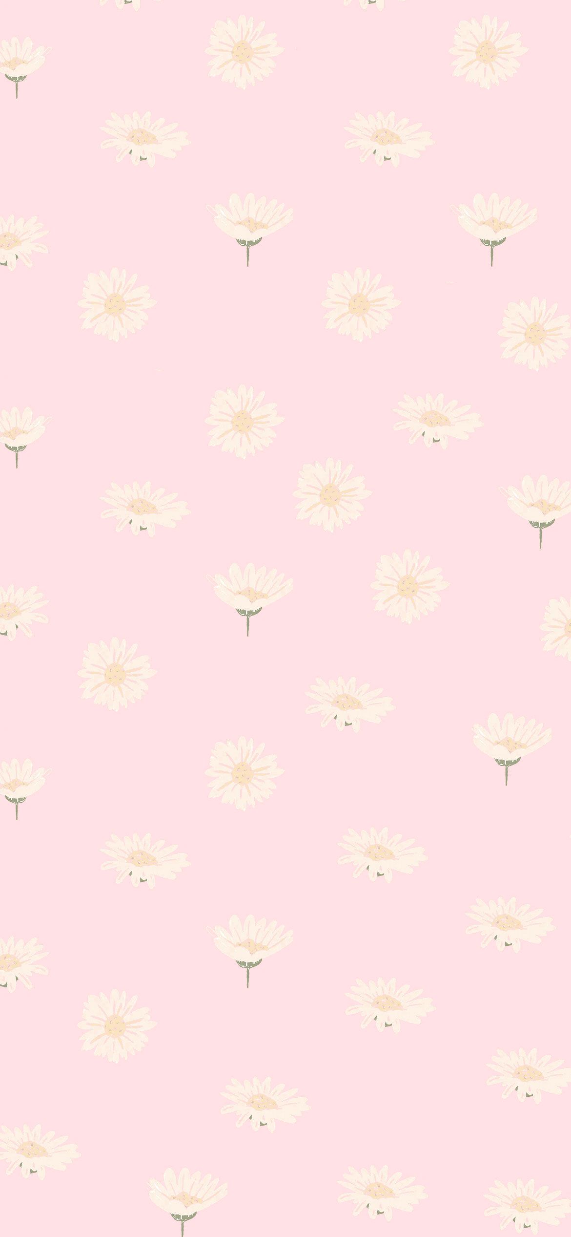A pink background with white flowers - Cute pink, pink phone, pink, cute iPhone, daisy, cute, pretty