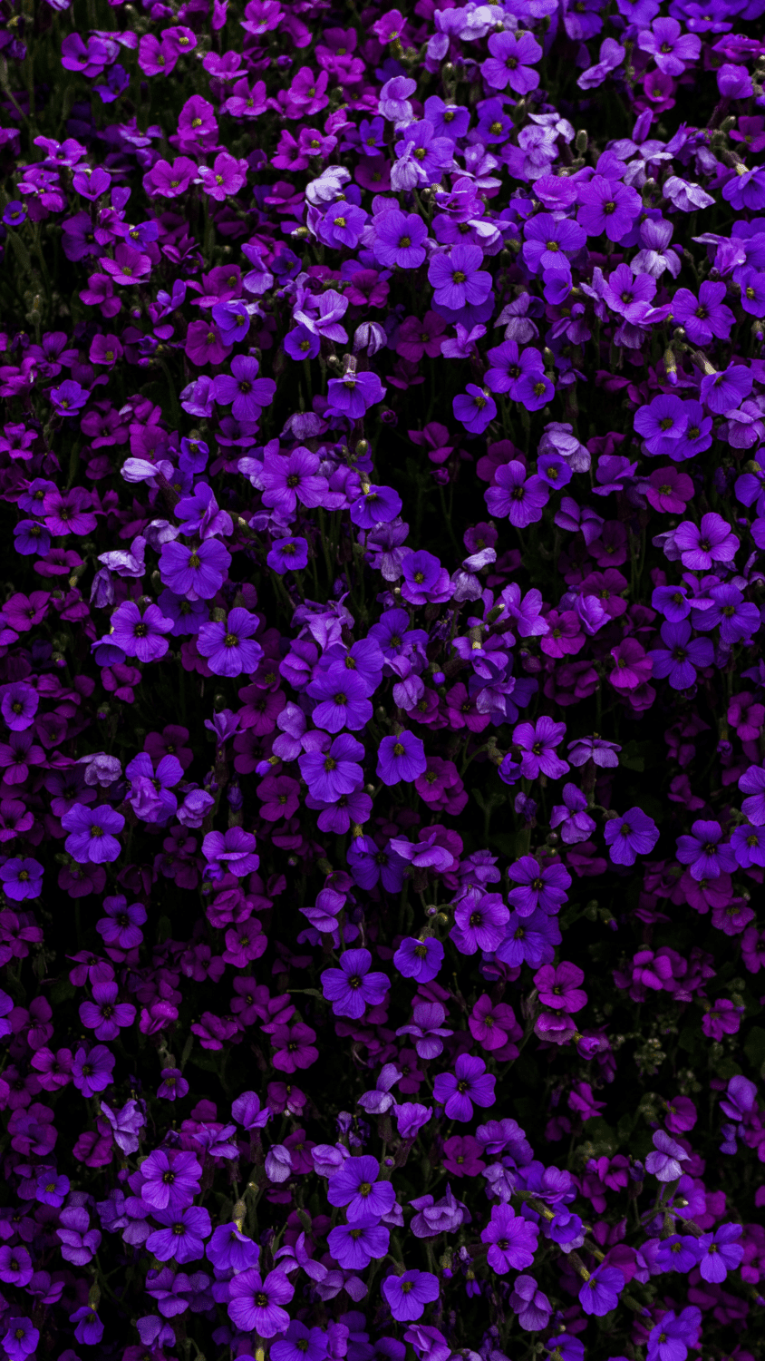 Best Purple Aesthetic HD Wallpaper, Quotes, and Lights