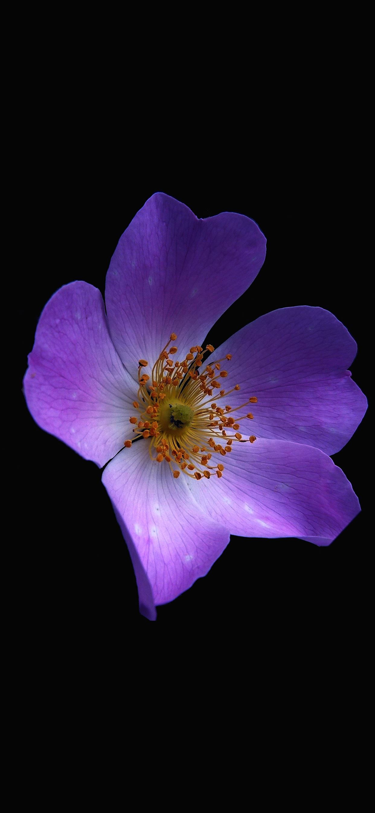 Macro flower dark purple iPhone X Wallpaper Free Download