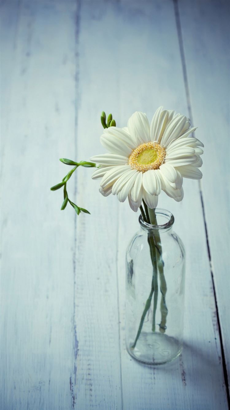 Aesthetic Beauty Daisy Vase iPhone 8 Wallpaper Free Download