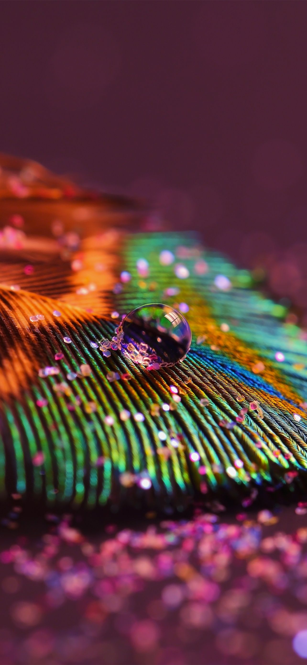 Peacock feather Wallpaper 4K, Aesthetic, Water drop, Photography