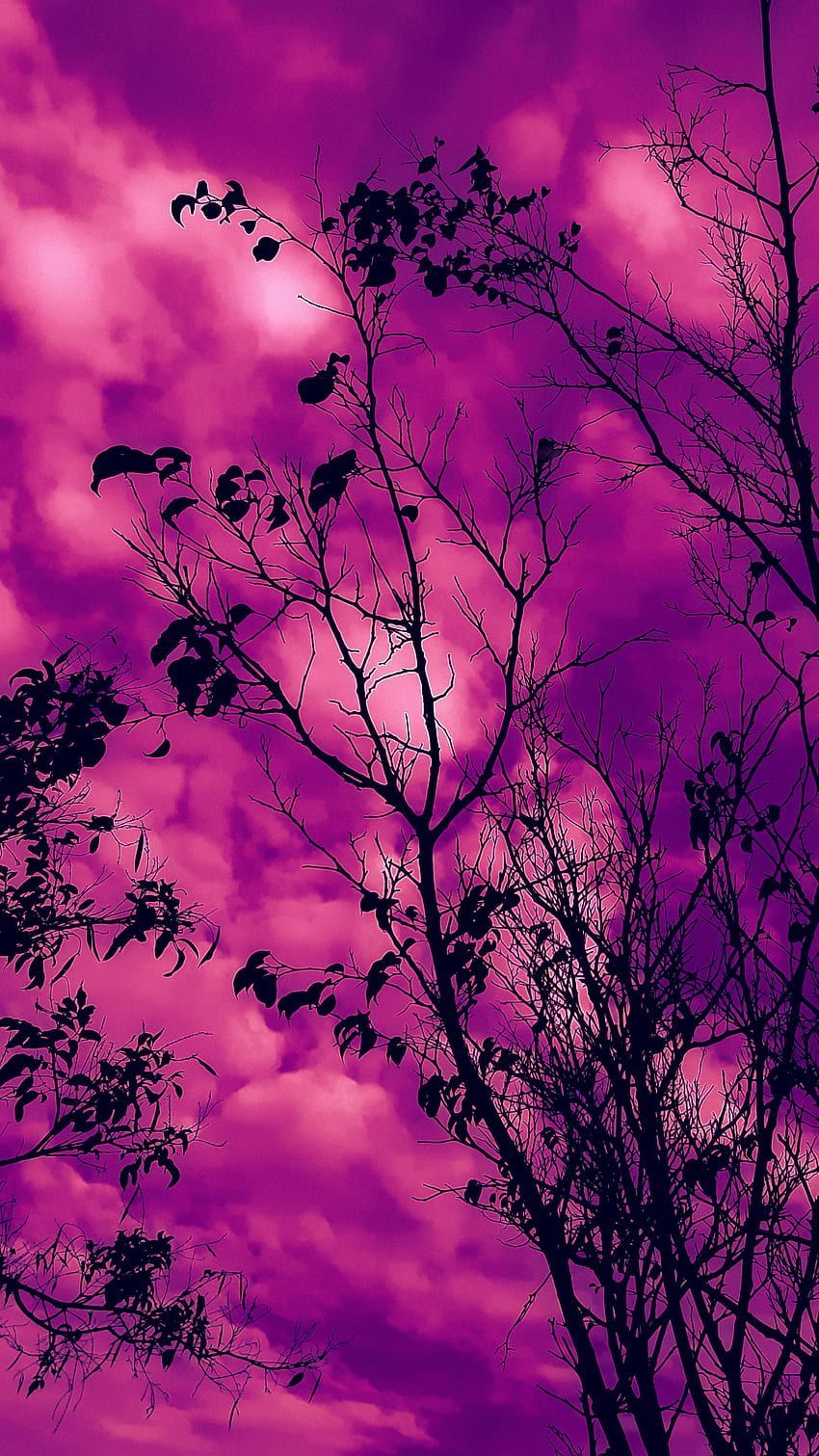 Pink and purple aesthetic HD wallpaper