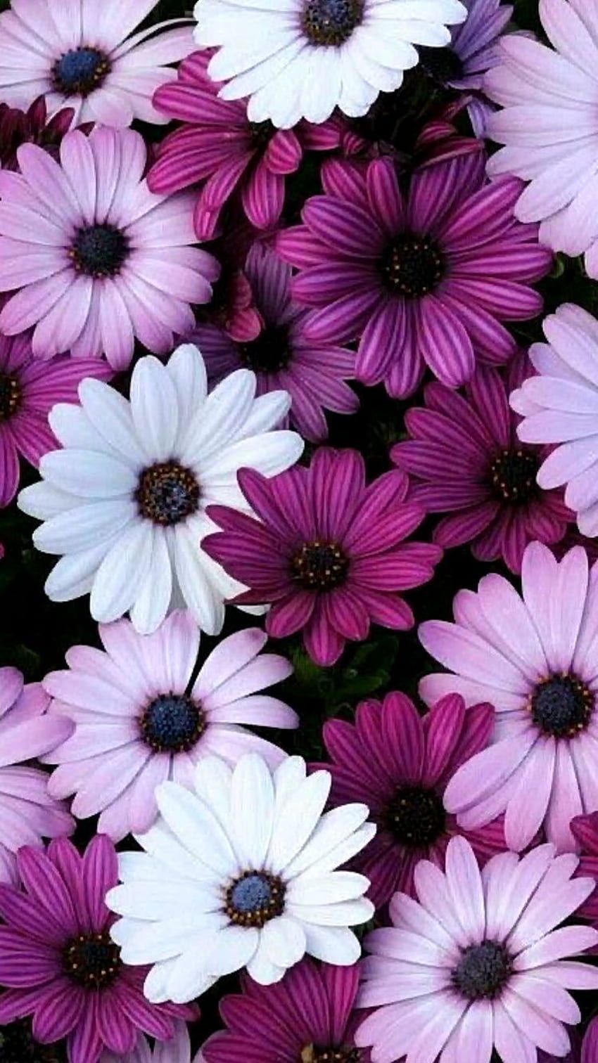 Purple Rose Aesthetic, Magenta Flower HD phone wallpaper