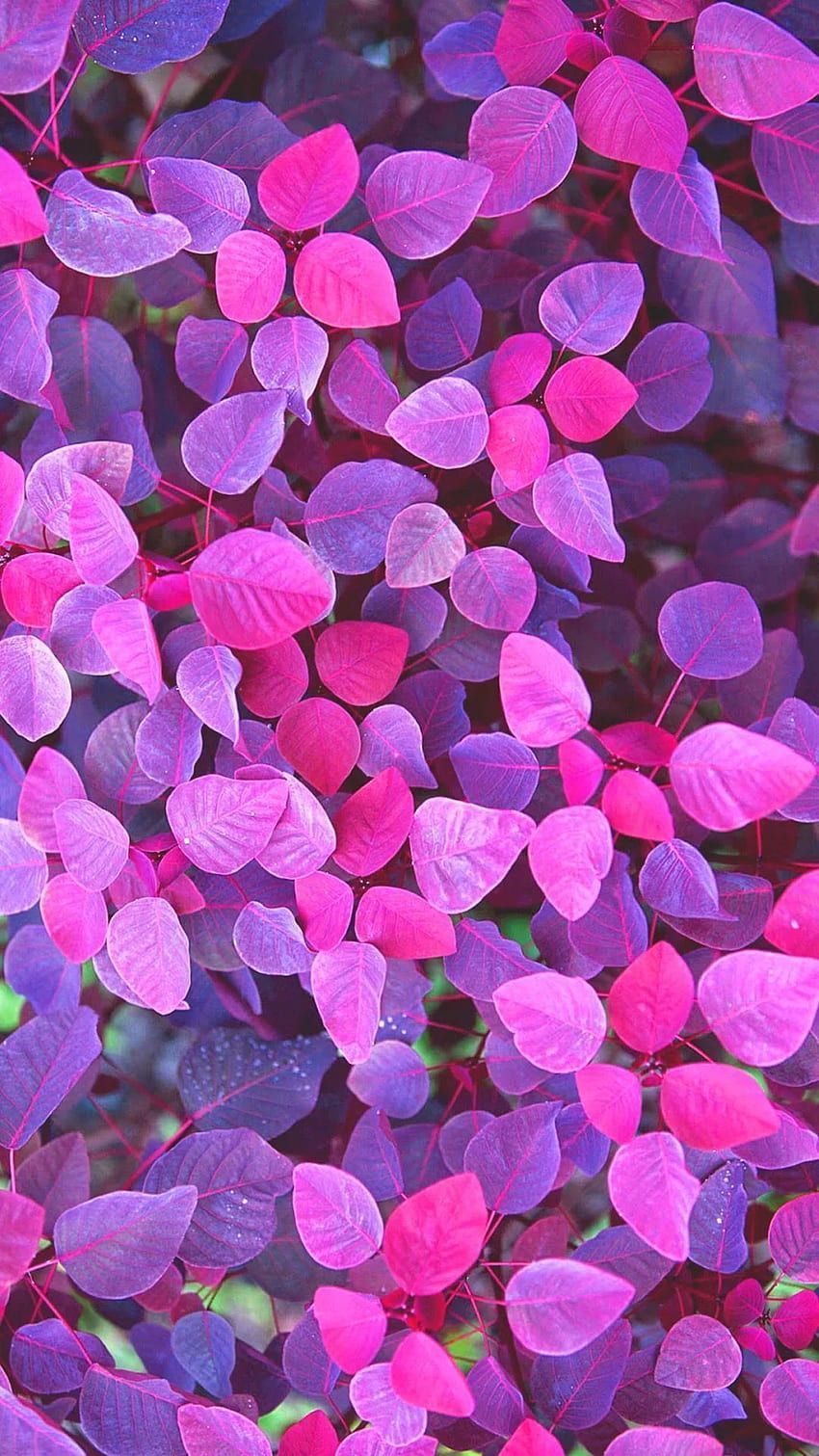 Purple flowers aesthetic HD wallpaper