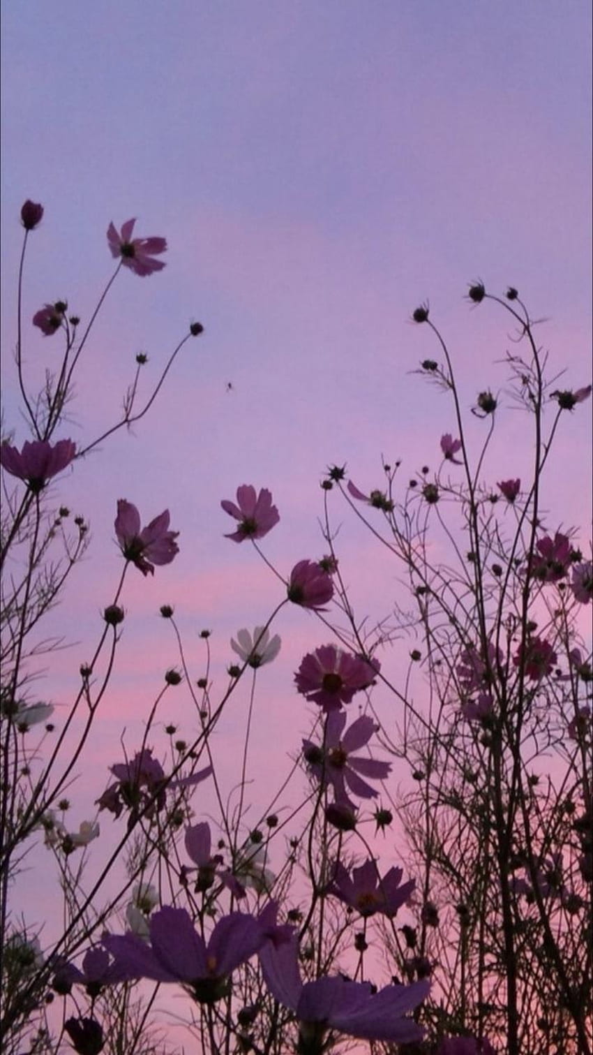 Aesthetic Pink Flowers Portal, Cute Aesthetic Flower HD phone wallpaper