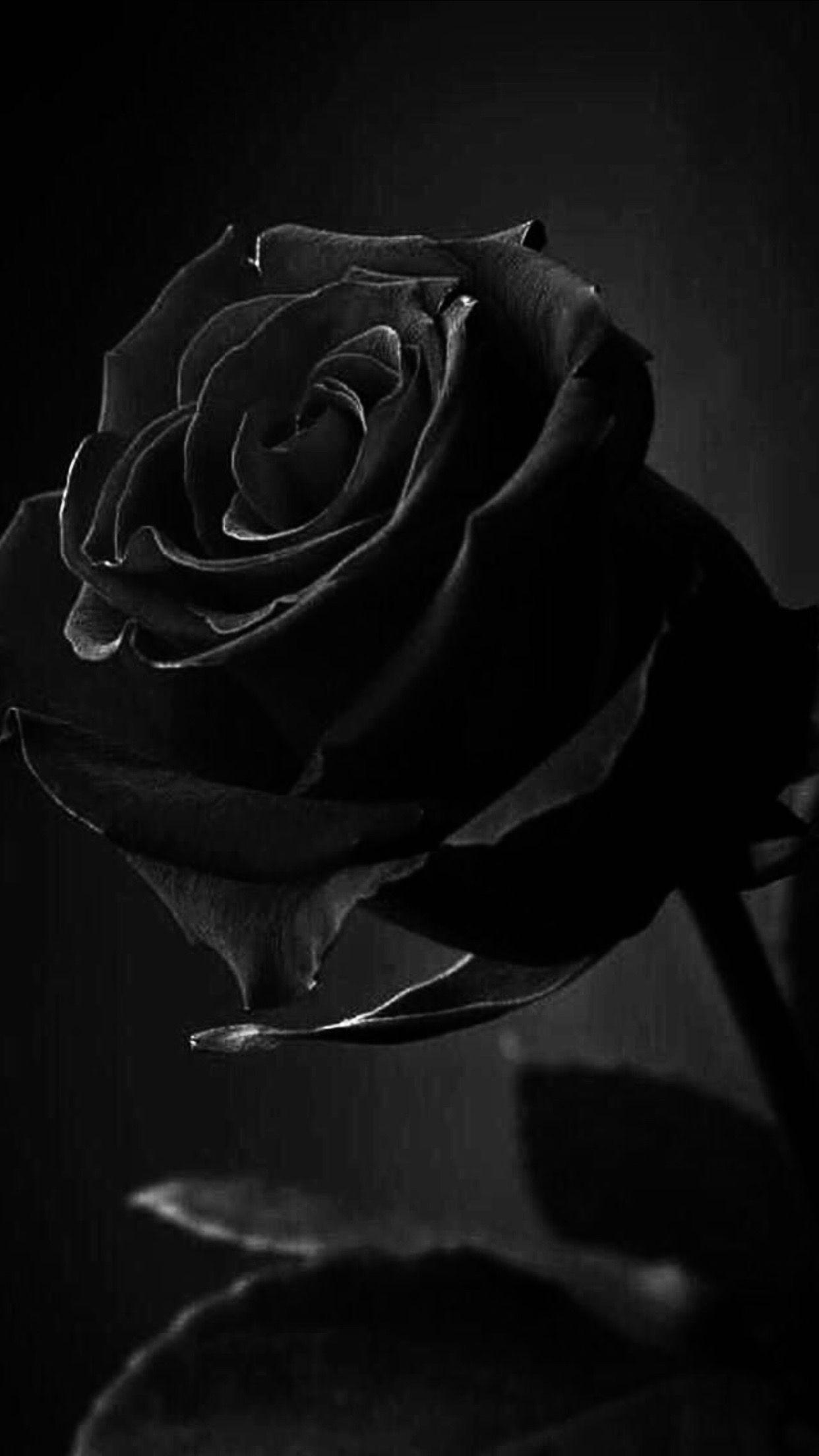 Black and white rose wallpaper - Black rose, roses, black