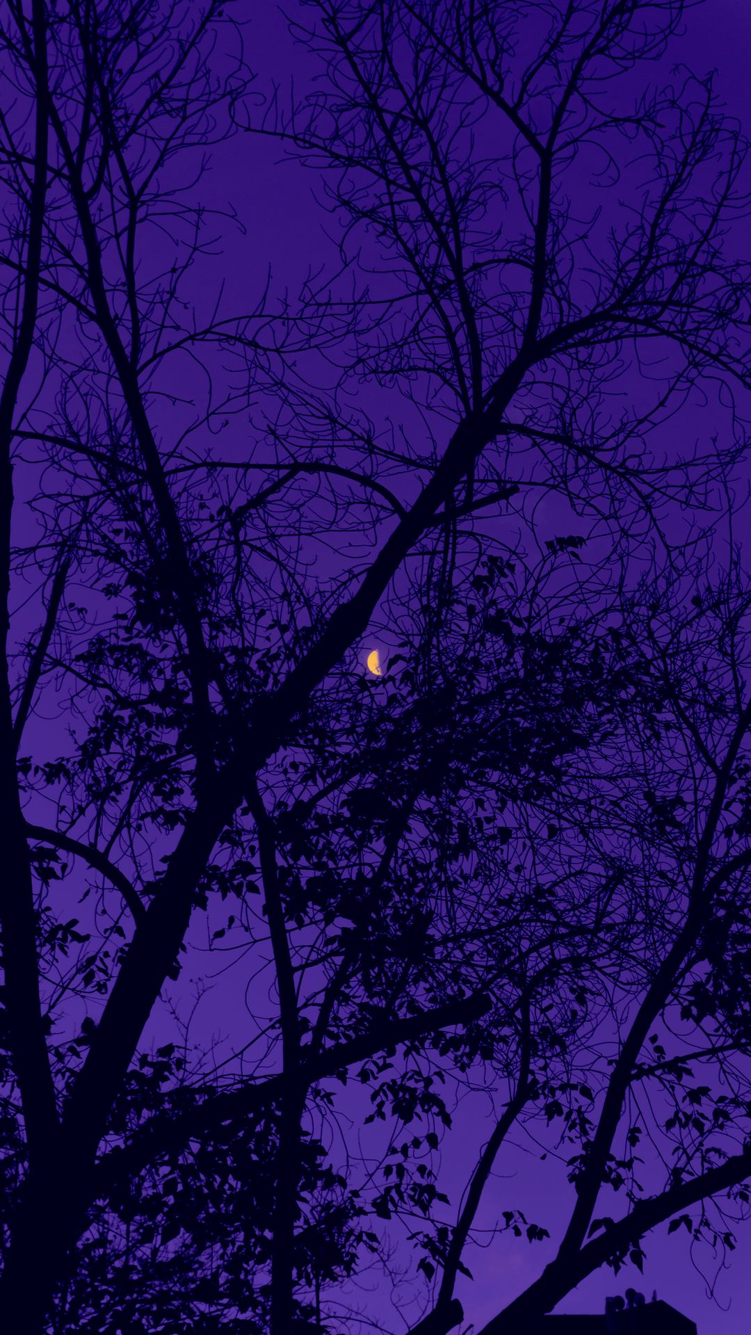 Download wallpaper 1080x1920 trees, the moon, night, sky, purple samsung galaxy s s note, sony xperia z, z z z htc one, lenovo vibe HD background