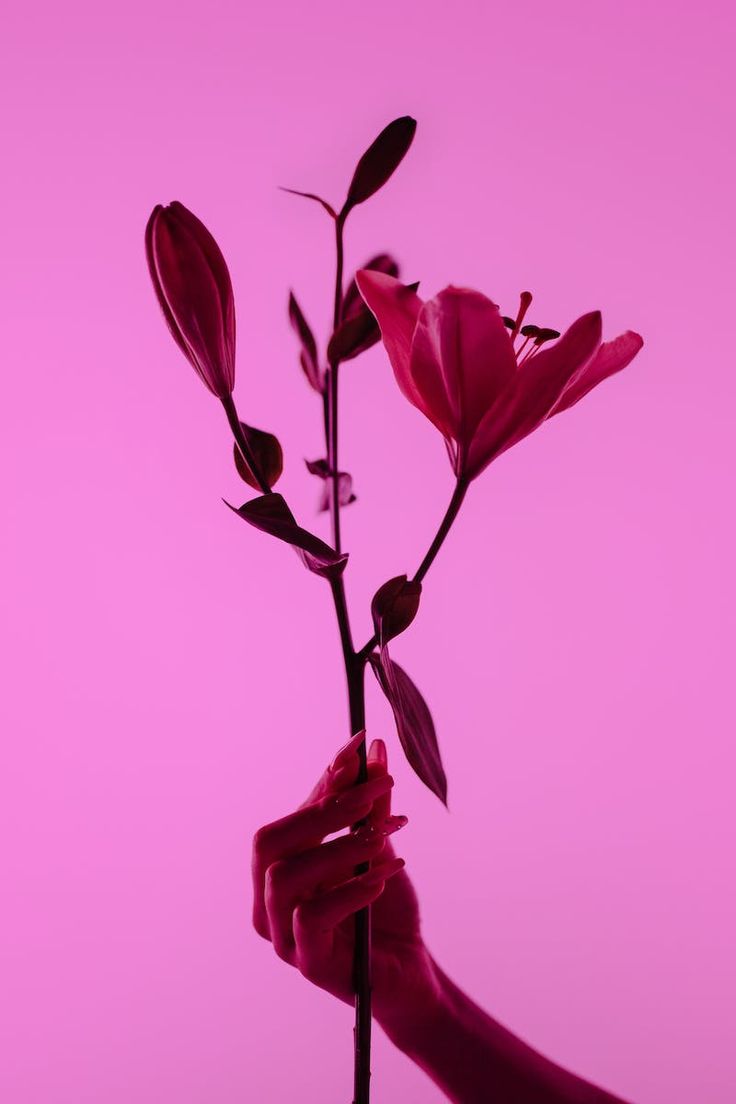 Photo by cottonbro studio on. Magenta flowers, Magenta, Color of the year