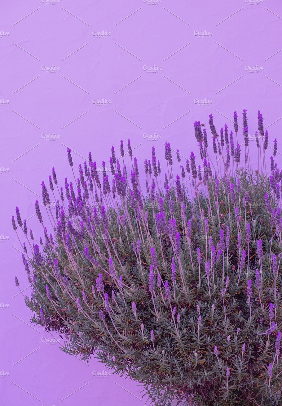 Lavender flowers wallpaper. Purple very peri aesthetic. Bio eco. Nature Creative Market
