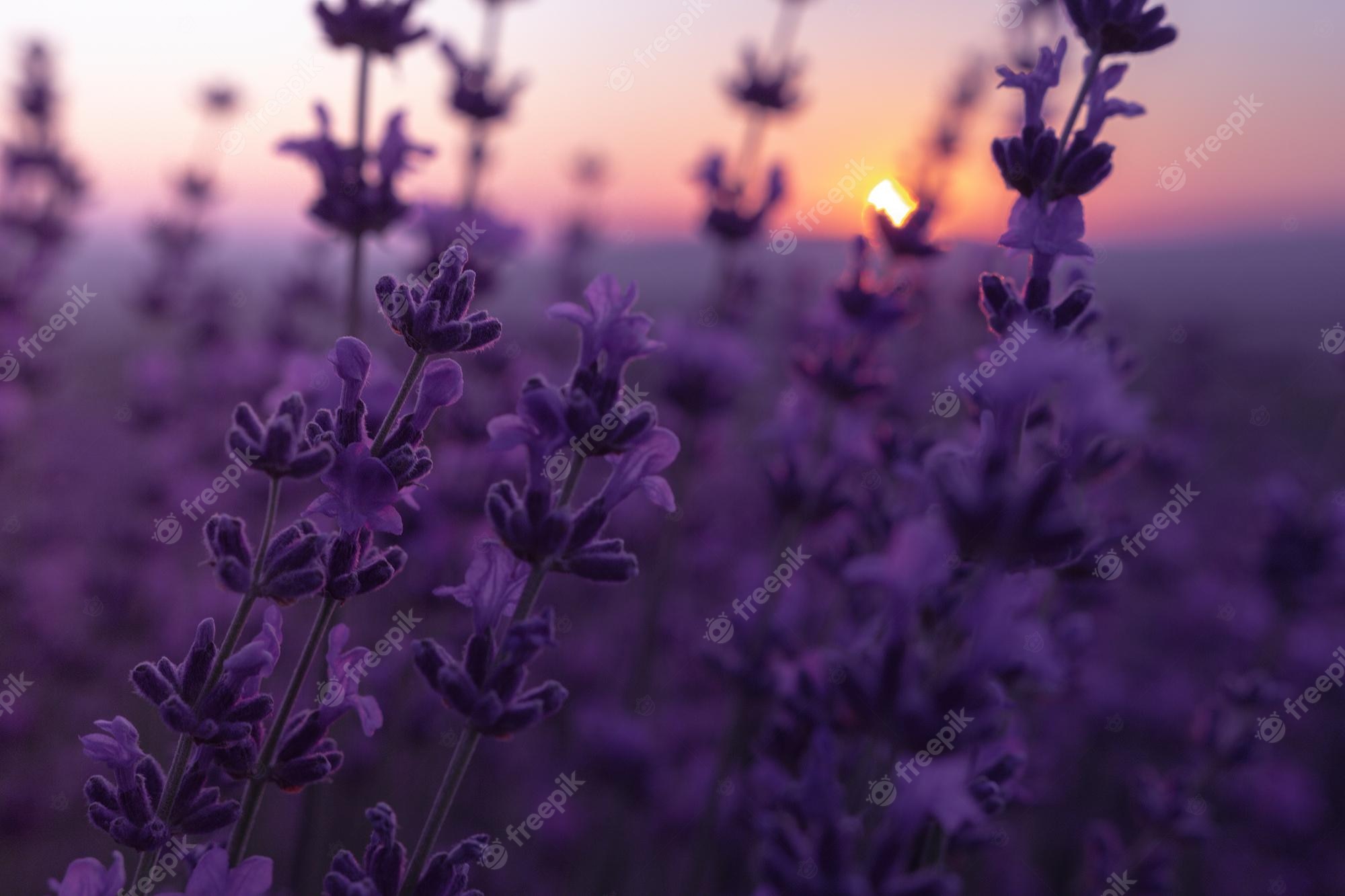 Purple Nature Background Image