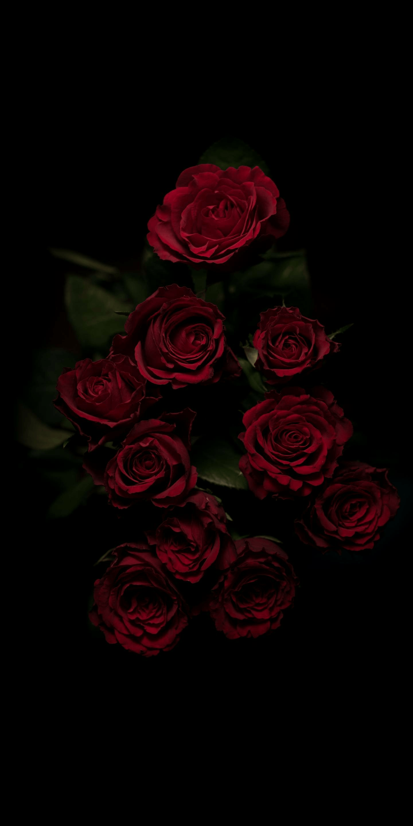 Red roses on a black background - Flower, black phone, black rose, gothic, dark phone, dark, roses, black, dark red