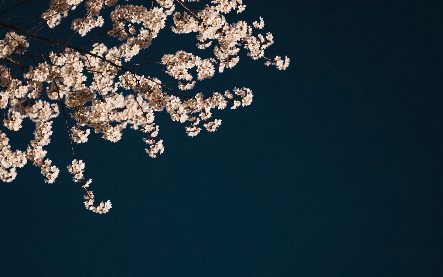 Download wallpaper 1440x900 sakura, branches, flowers, minimalism, aesthetic widescreen 16:10 HD background