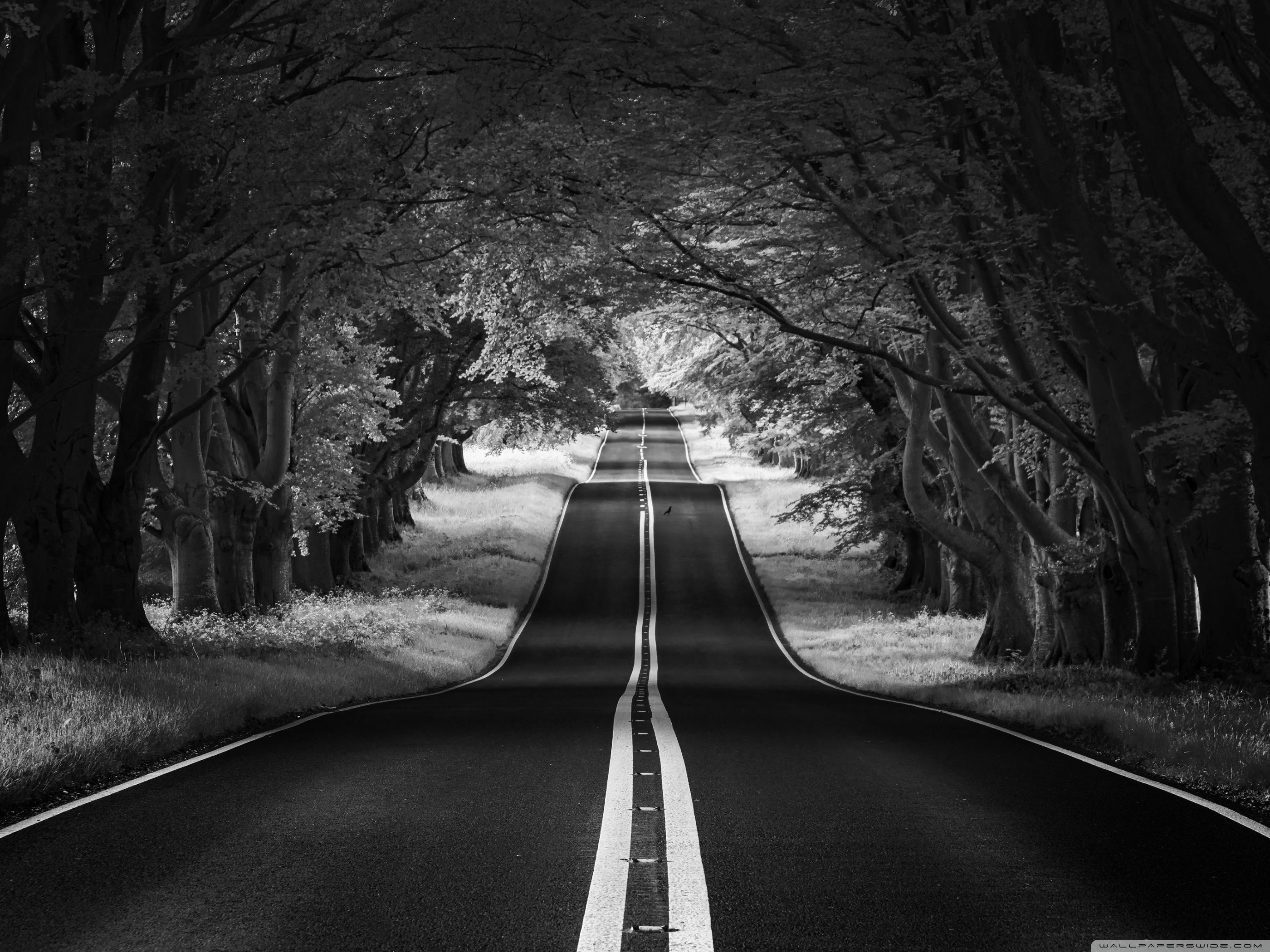 A black and white photo of an empty road - Scenery, photography, HD, black, road