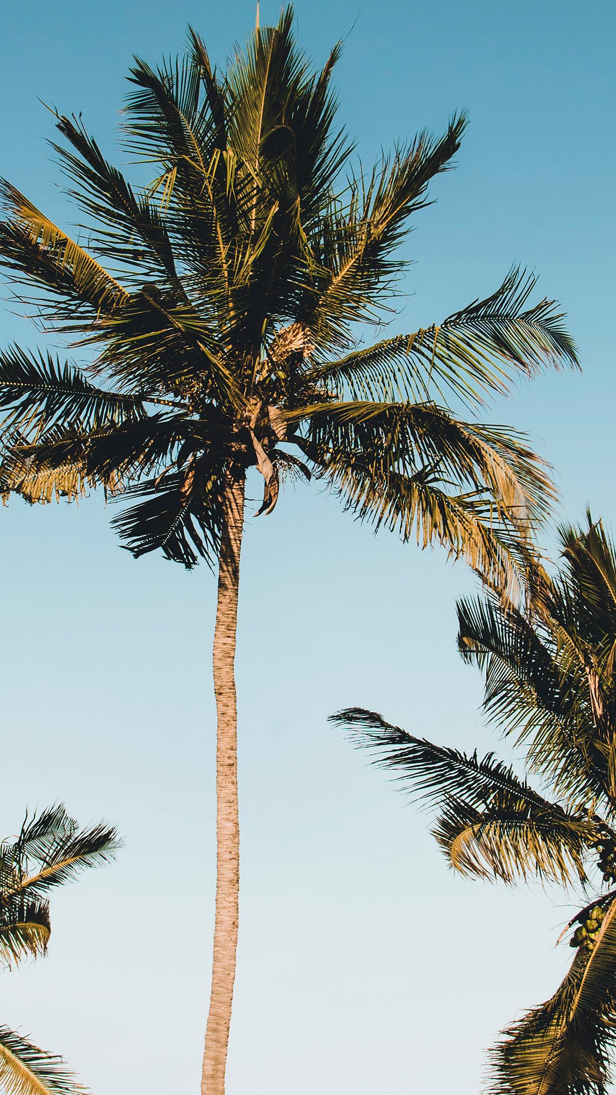 iPhone X wallpaper. nature coconut tree summer