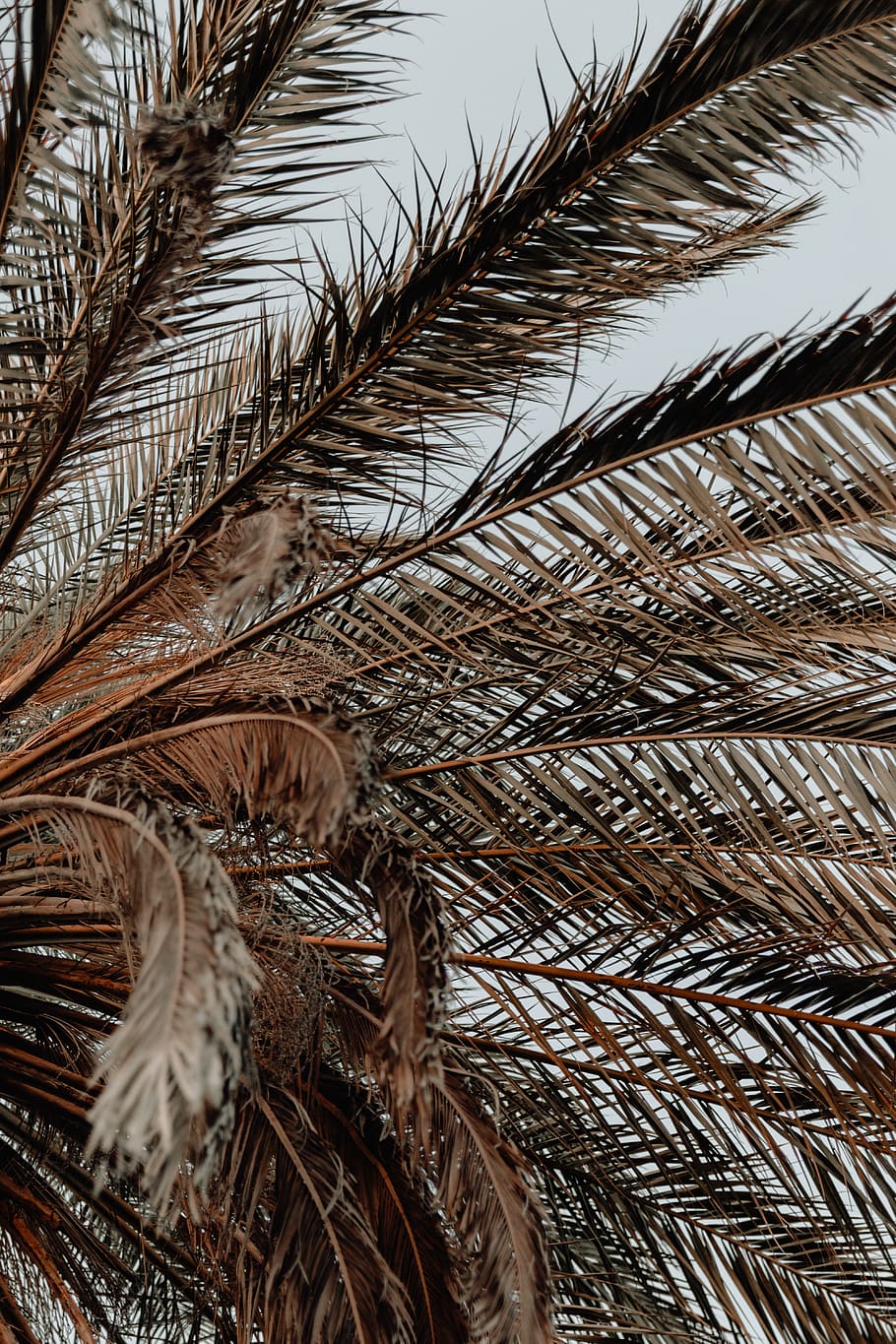 HD wallpaper: brown coconut tree, plant, arecaceae, palm tree, summer, vegetation