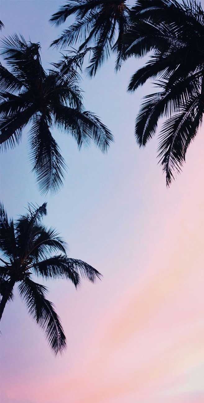 Palm trees mauve sky coconut trees #wallpaper #mauvesky #sky Wallpaper