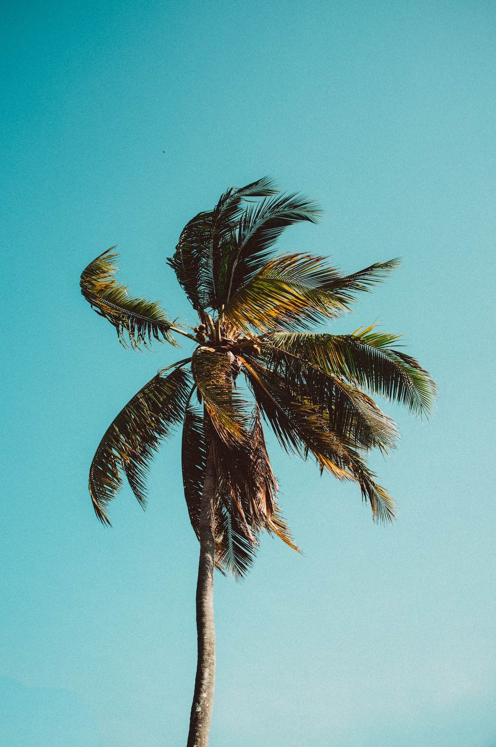 Low angle photography of coconut tree photo