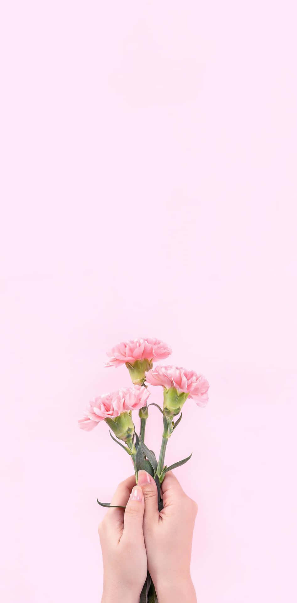 A pair of hands holding a small bouquet of pink carnations against a pale pink background - Pink, soft pink