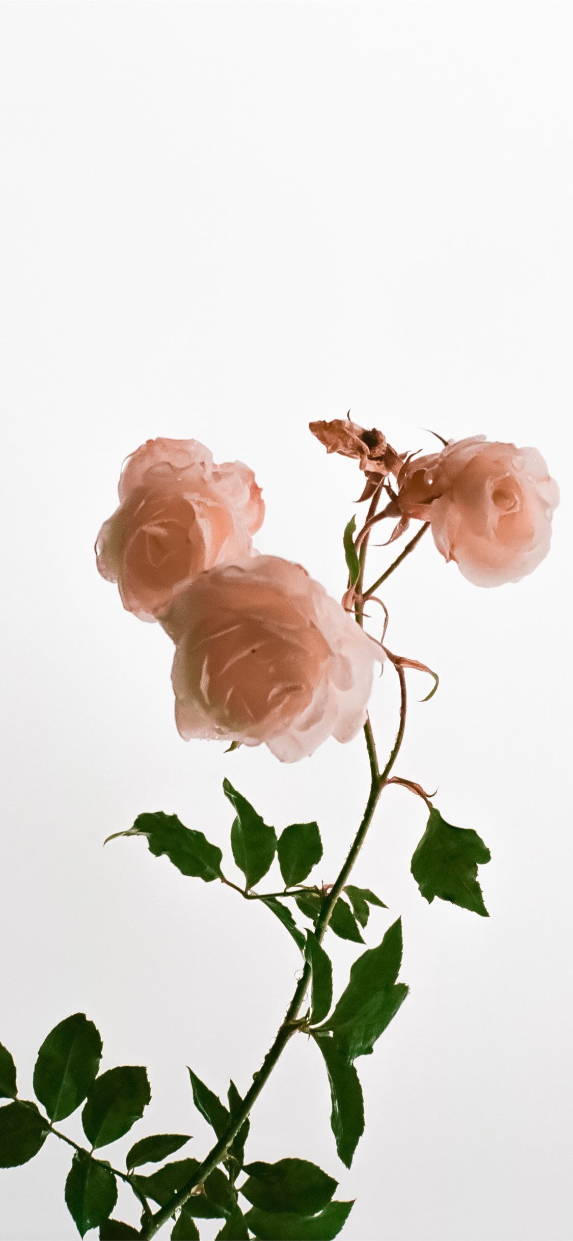 Aggregate more than 159 baby pink rose wallpaper latest