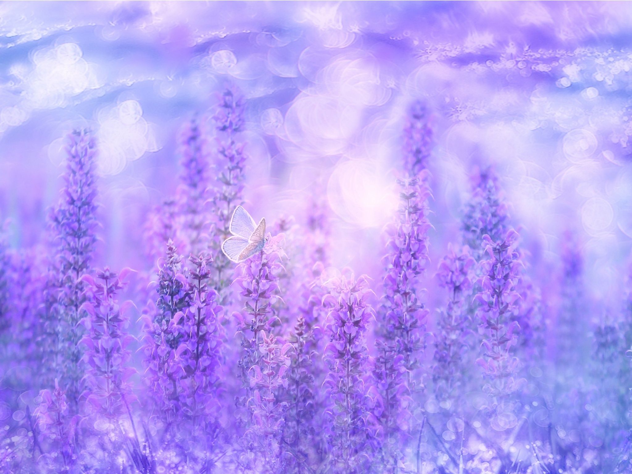 Sage Plant Wallpaper 4K, Violet flowers, Butterfly, Garden