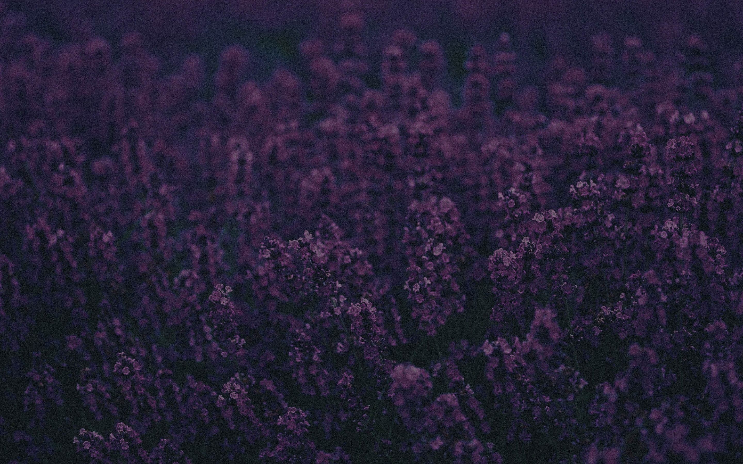 Lavender, HD Flowers, 4k Wallpaper, Image, Background, Photo and Picture