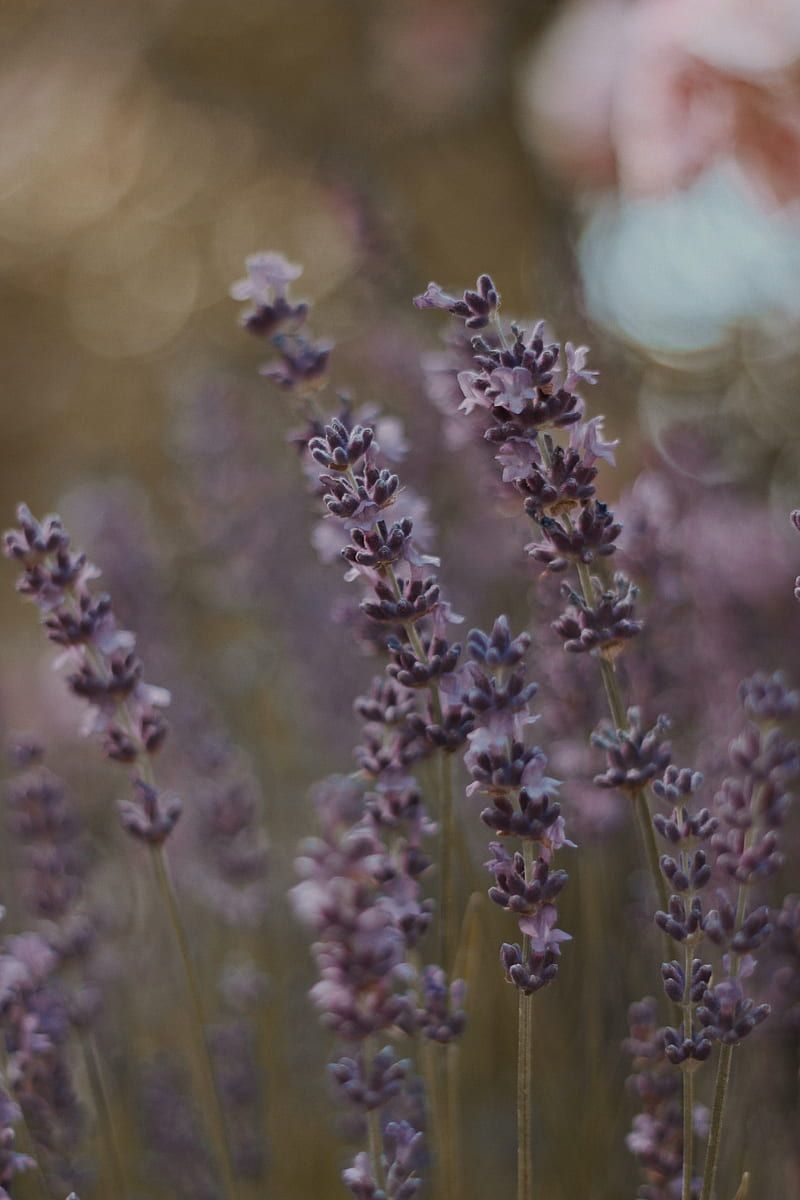 Lavender, flowers, purple, field, bloom, HD phone wallpaper