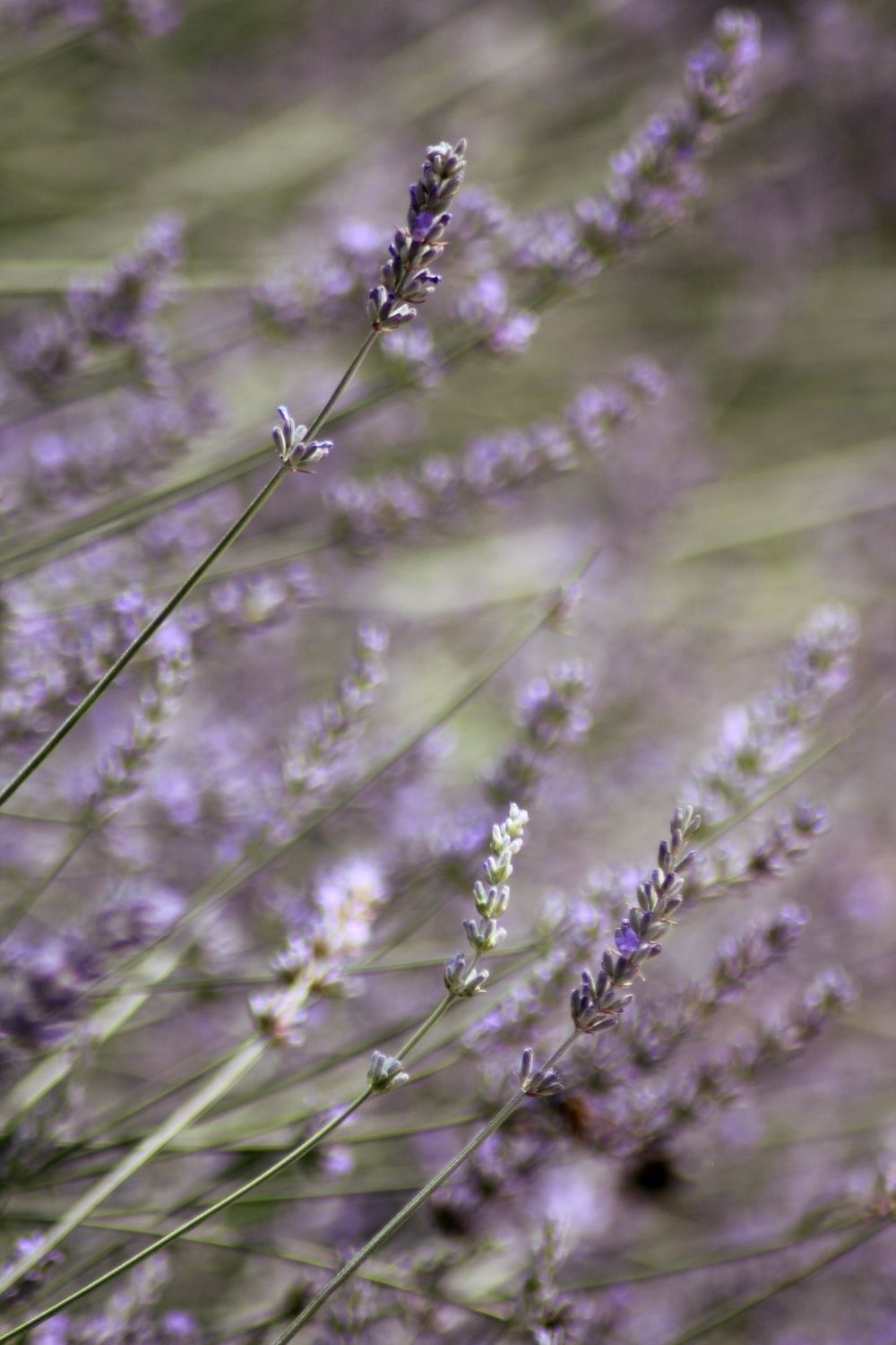 Close Up Photo Of Purple Flowers Photo