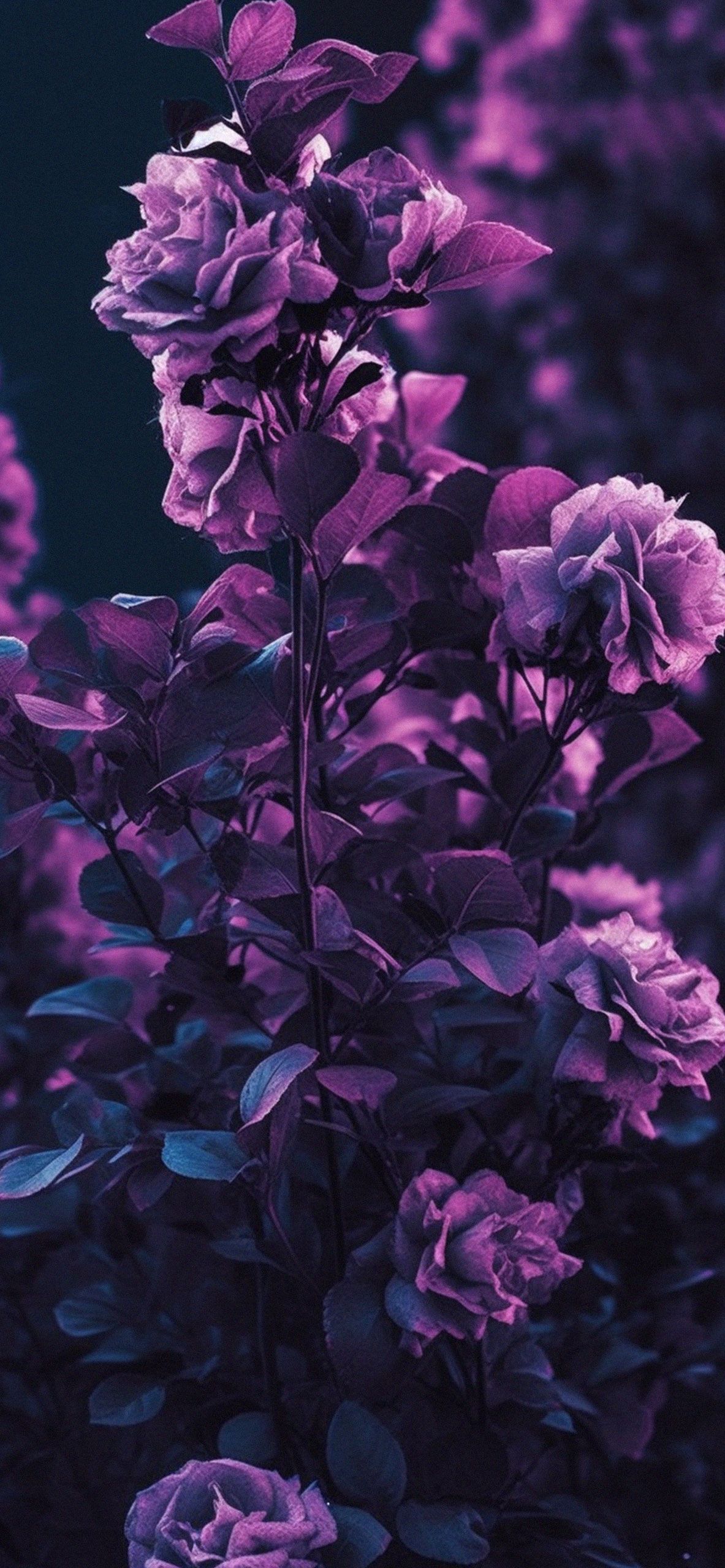 Aesthetic purple flowers wallpaper for iPhone. - Roses, purple, garden