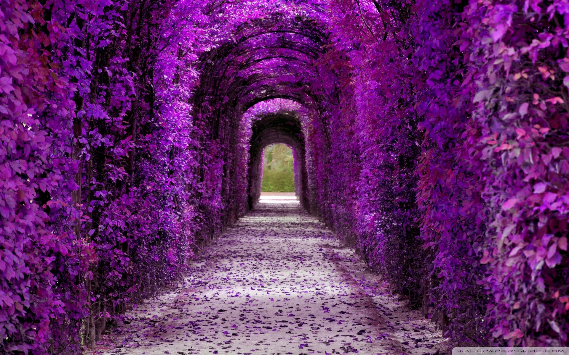 A purple tunnel of flowers. - 1920x1200, purple