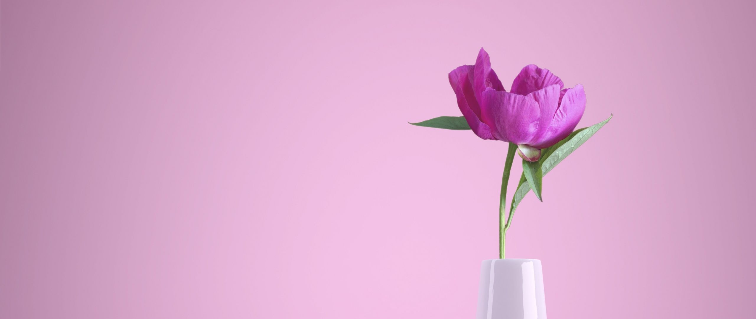 Pink flower Wallpaper 4K, Flower vase, Baby pink