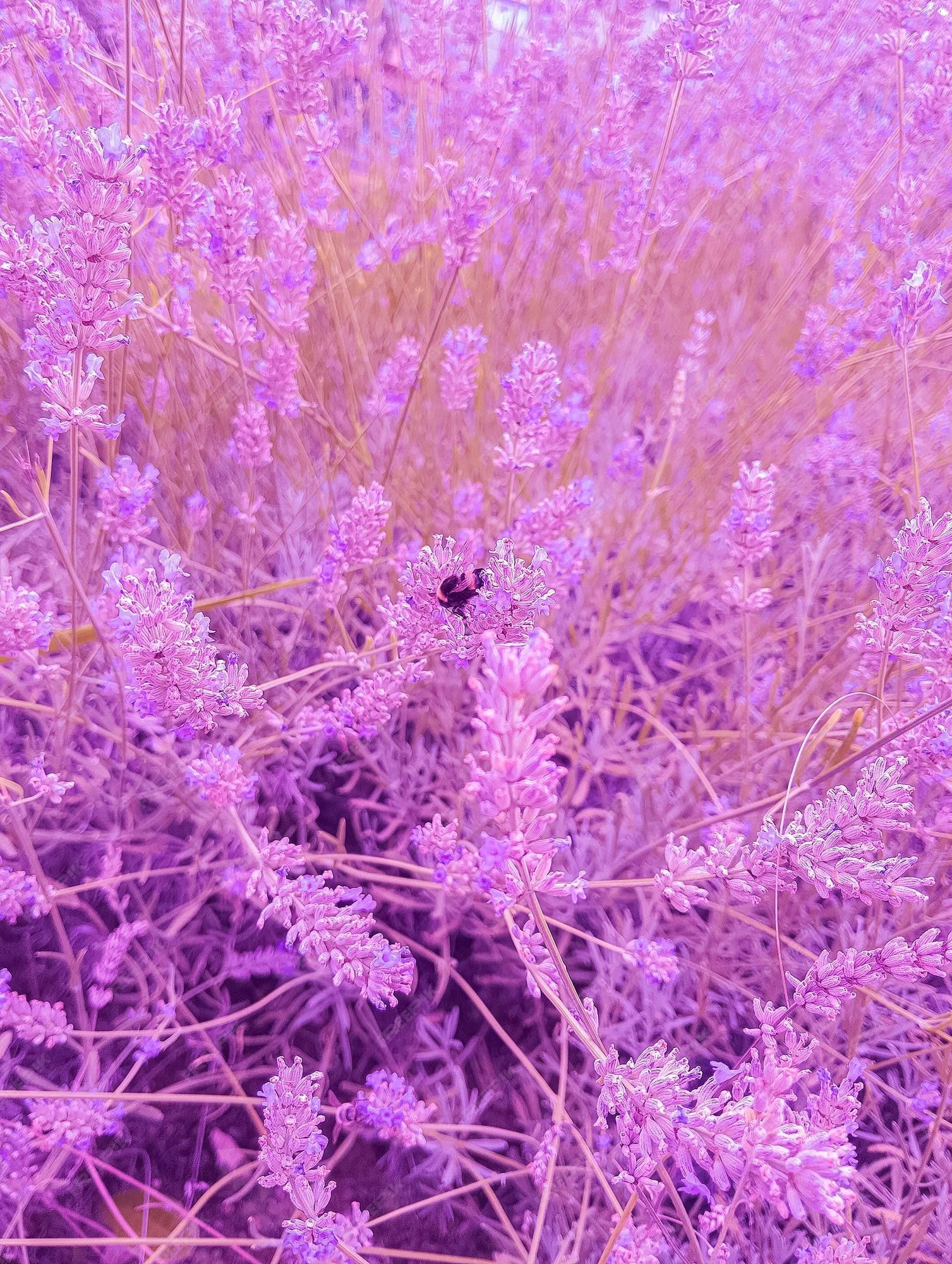 Premium Photo. Stylish natural wallpaper purple field flowers summer concept