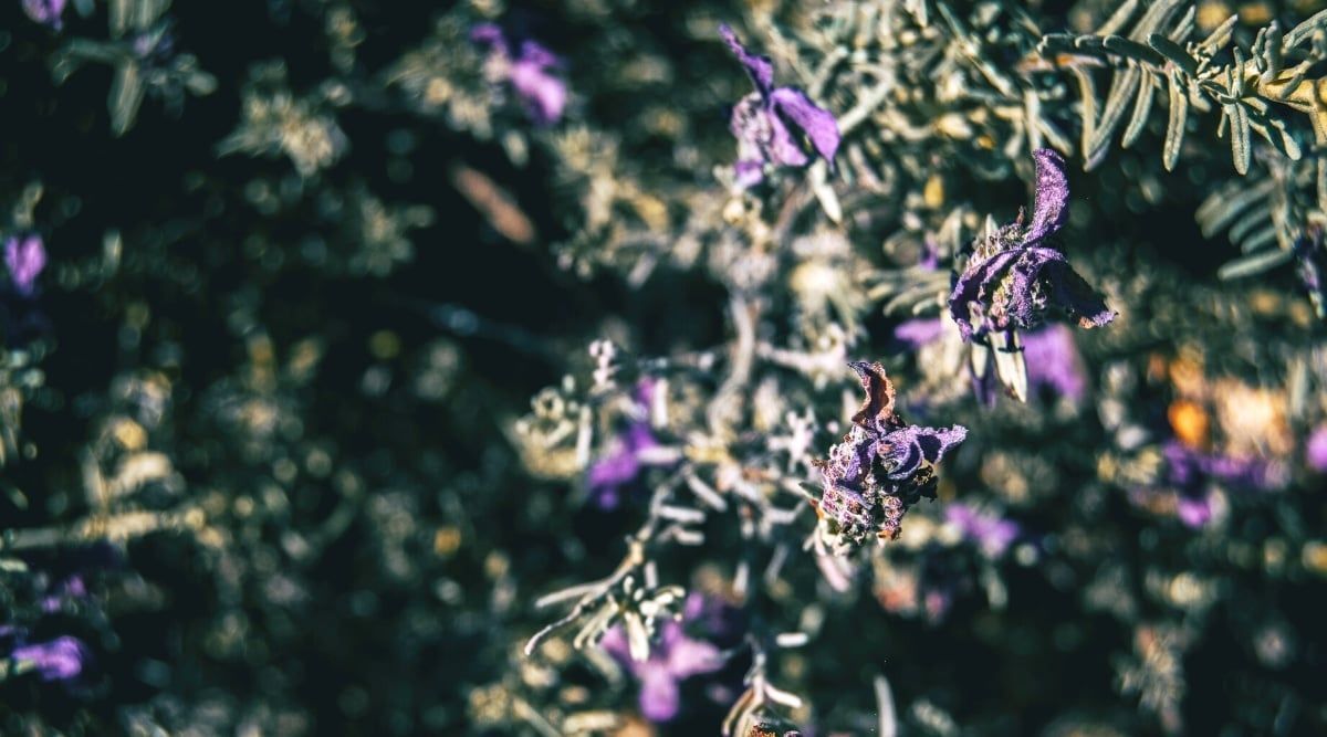 Reasons Your Lavender is Wilting and Drooping