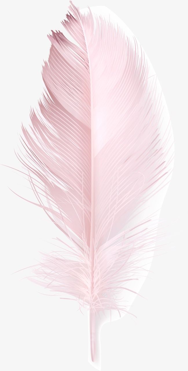A pink feather on a white background - Feathers