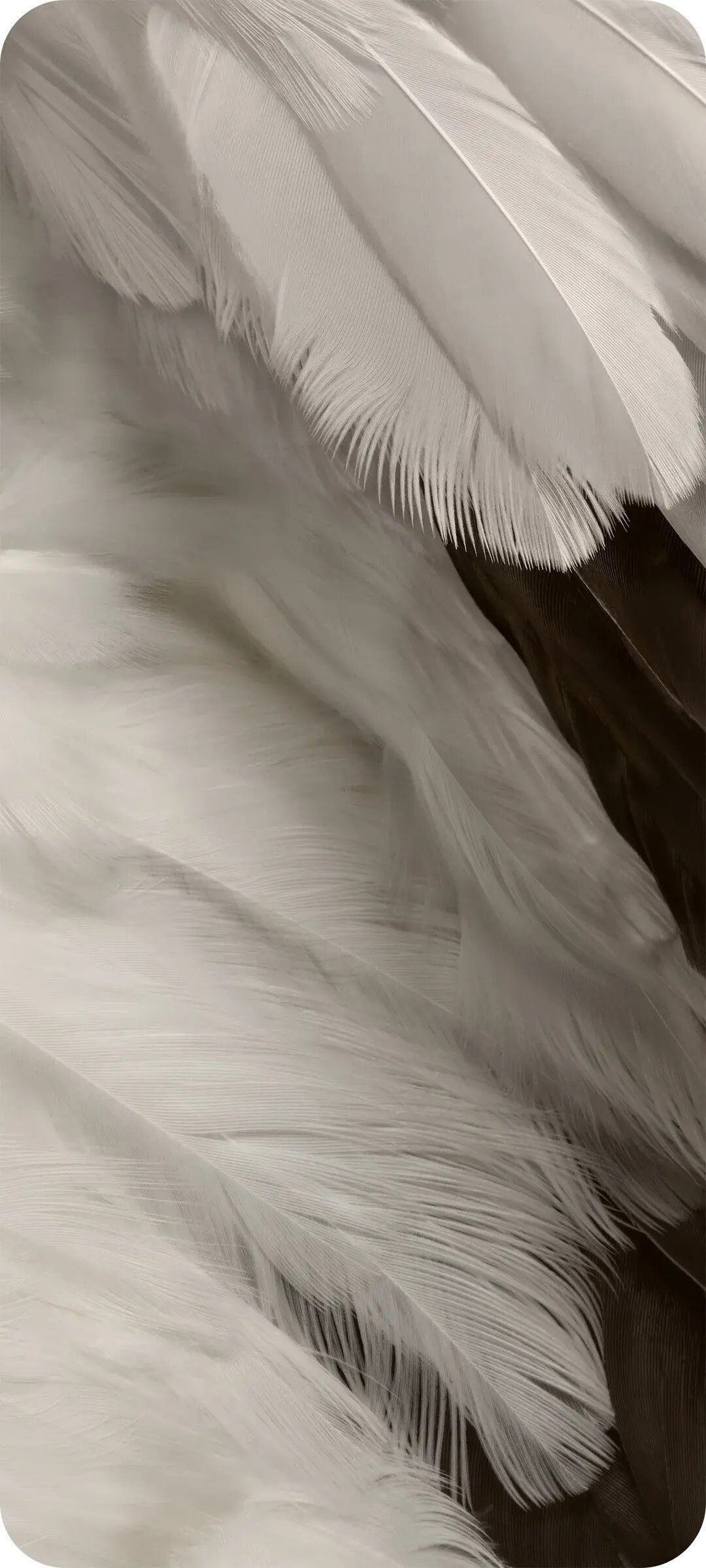 White feathers wallpaper for iPhone. Download beautiful backgrounds for your iPhone absolutely free. - Feathers