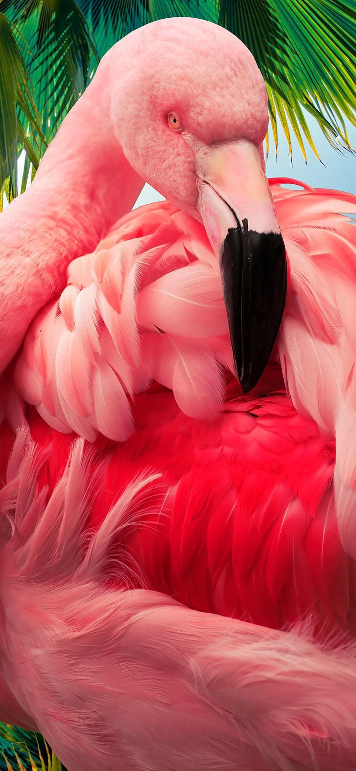 A pink flamingo standing in front of a palm tree - Feathers, flamingo