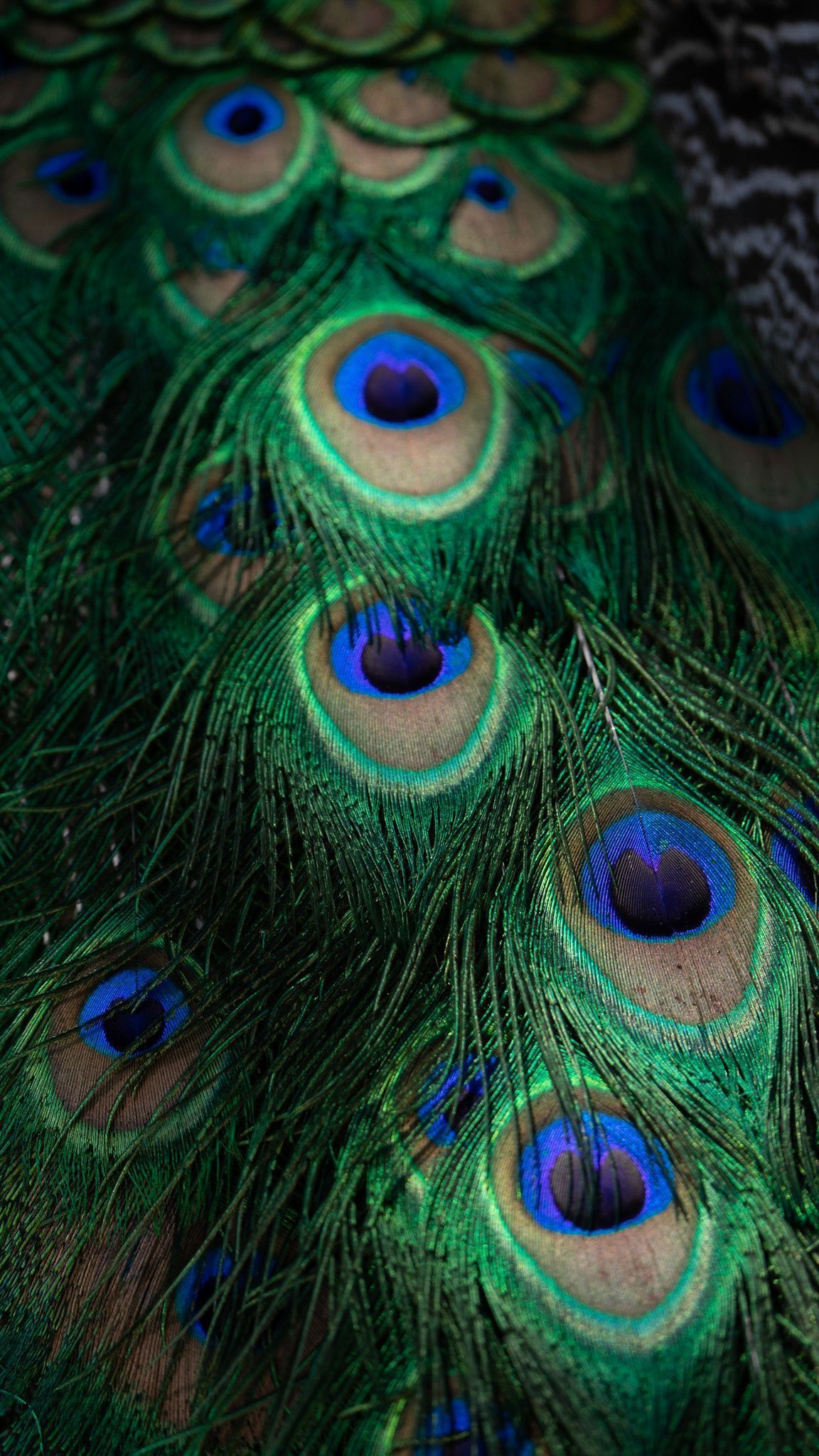 A close up of a peacock's tail feathers. - Feathers, peacock, macro