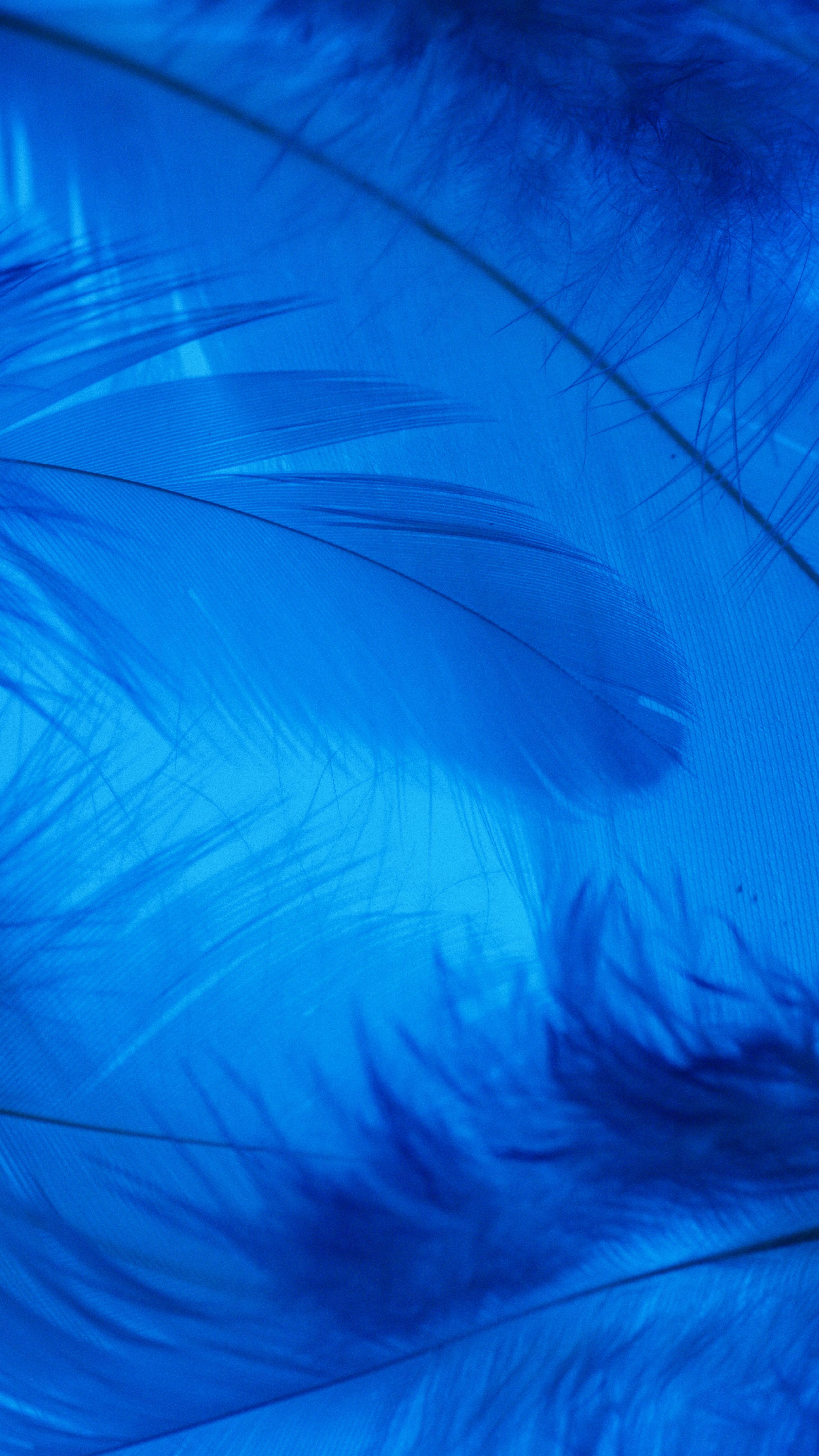 A close up of a blue feather on a white background - Feathers