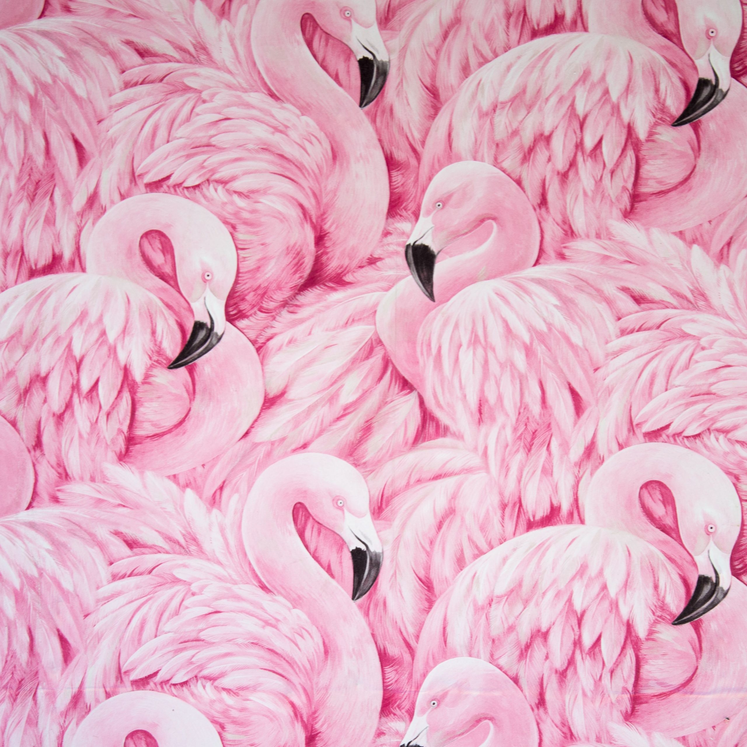 A large flock of pink flamingos are standing together. - Feathers, flamingo