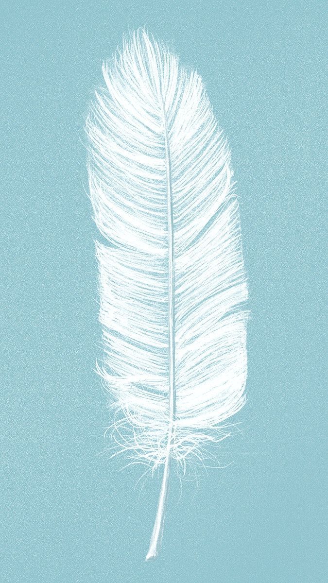 Hand drawn white feather on blue