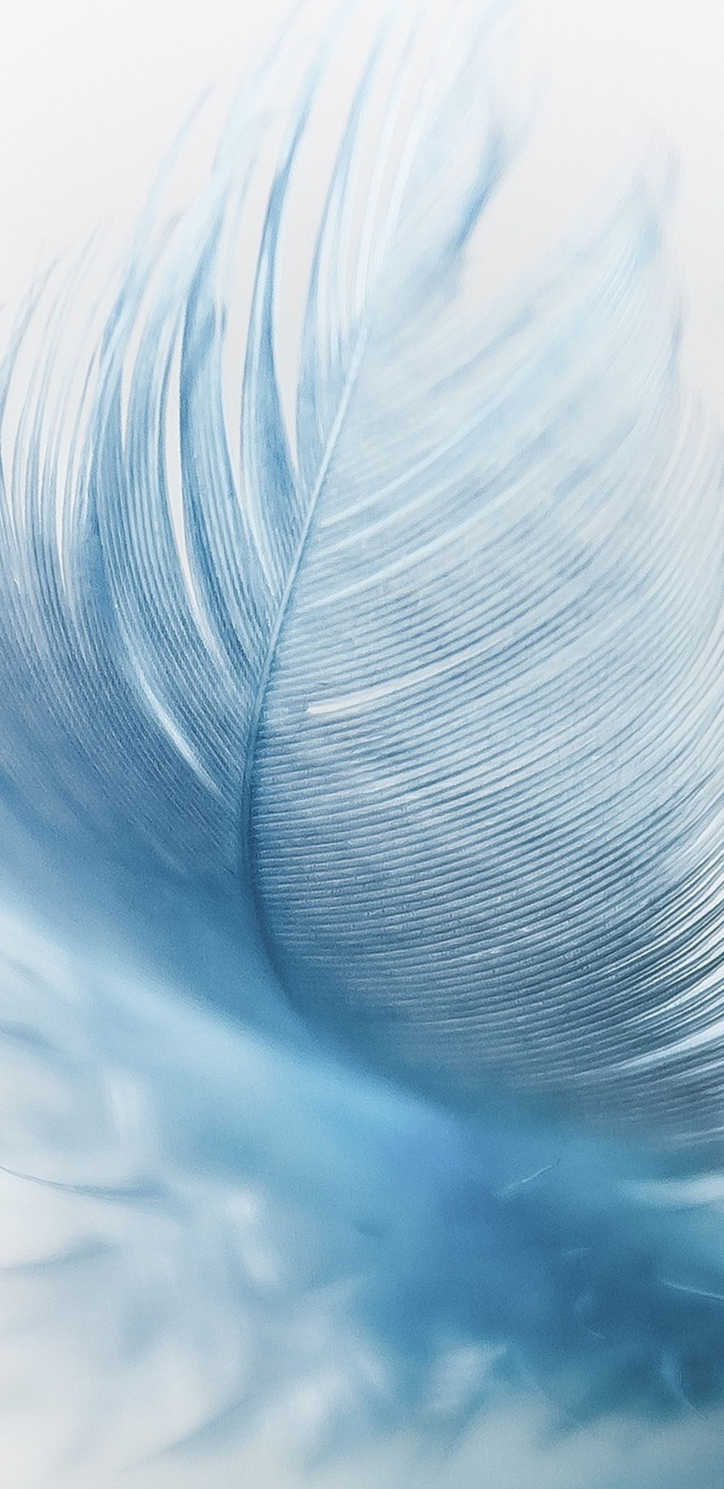 A close up of a feather in blue and white - Feathers