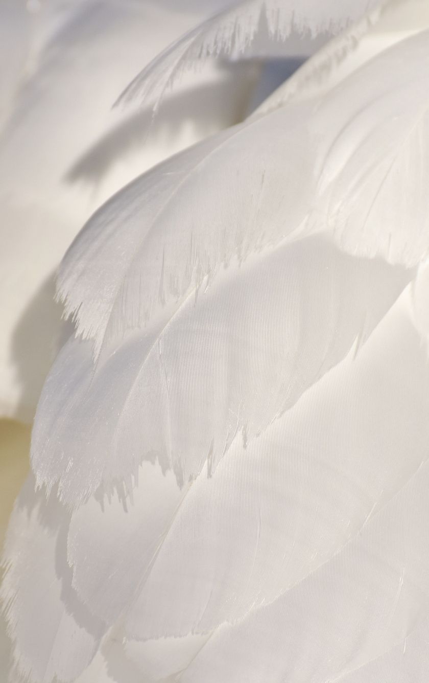 Download wallpaper 840x1336 white feathers, swan, close up, iphone iphone 5s, iphone 5c, ipod touch, 840x1336 HD background, 3685