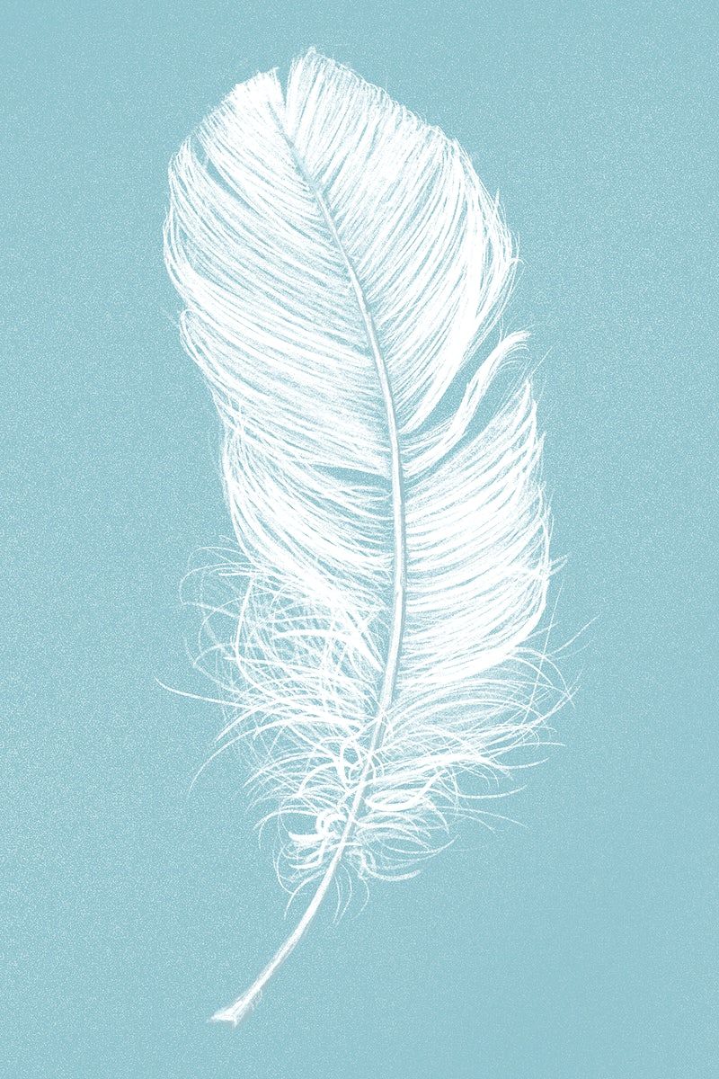 Hand drawn white feather on blue. Free Photo Illustration