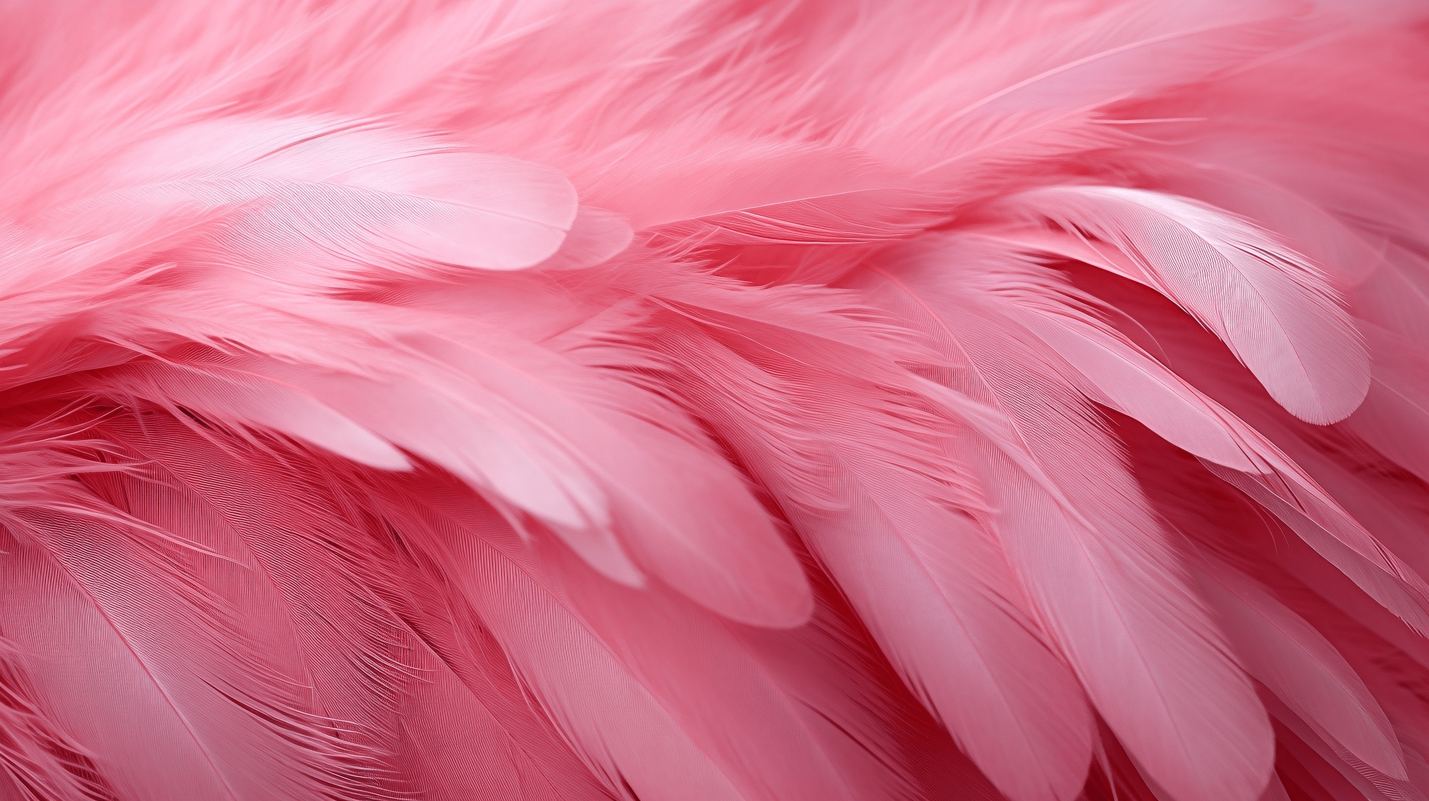 Feathers, flamingo, pink