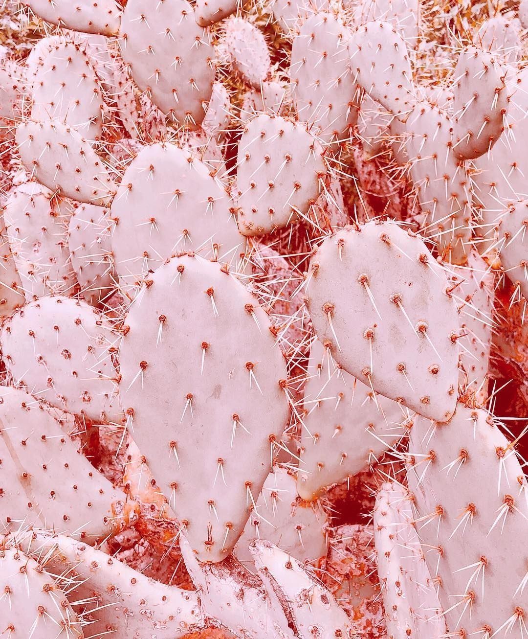A photo of a cactus with a pink hue. - Cactus, pink