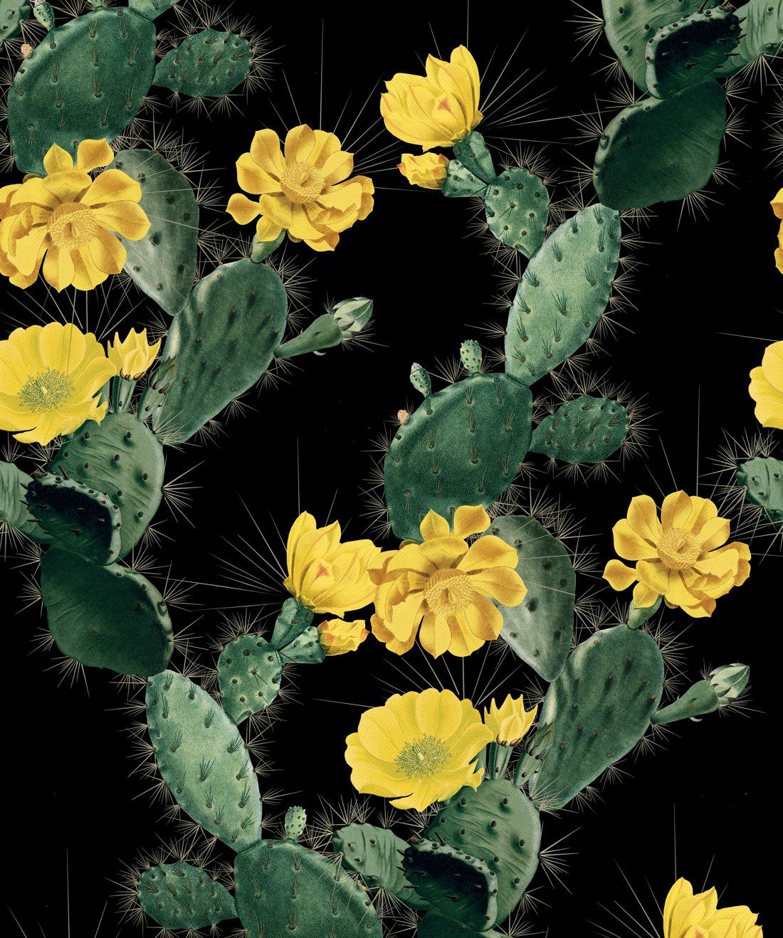 Cactus Wallpaper • Bold Alluring Cacti Design
