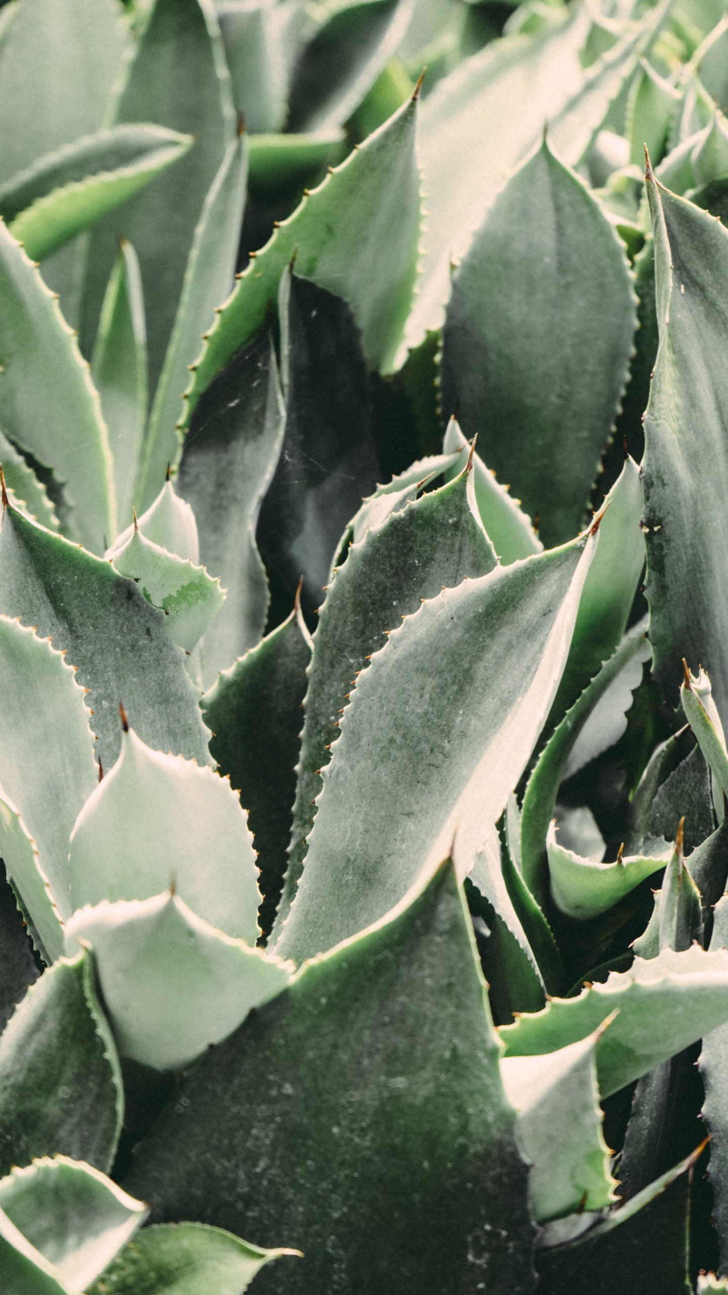 Cactus Leaves Wallpaper, Android & Desktop Background