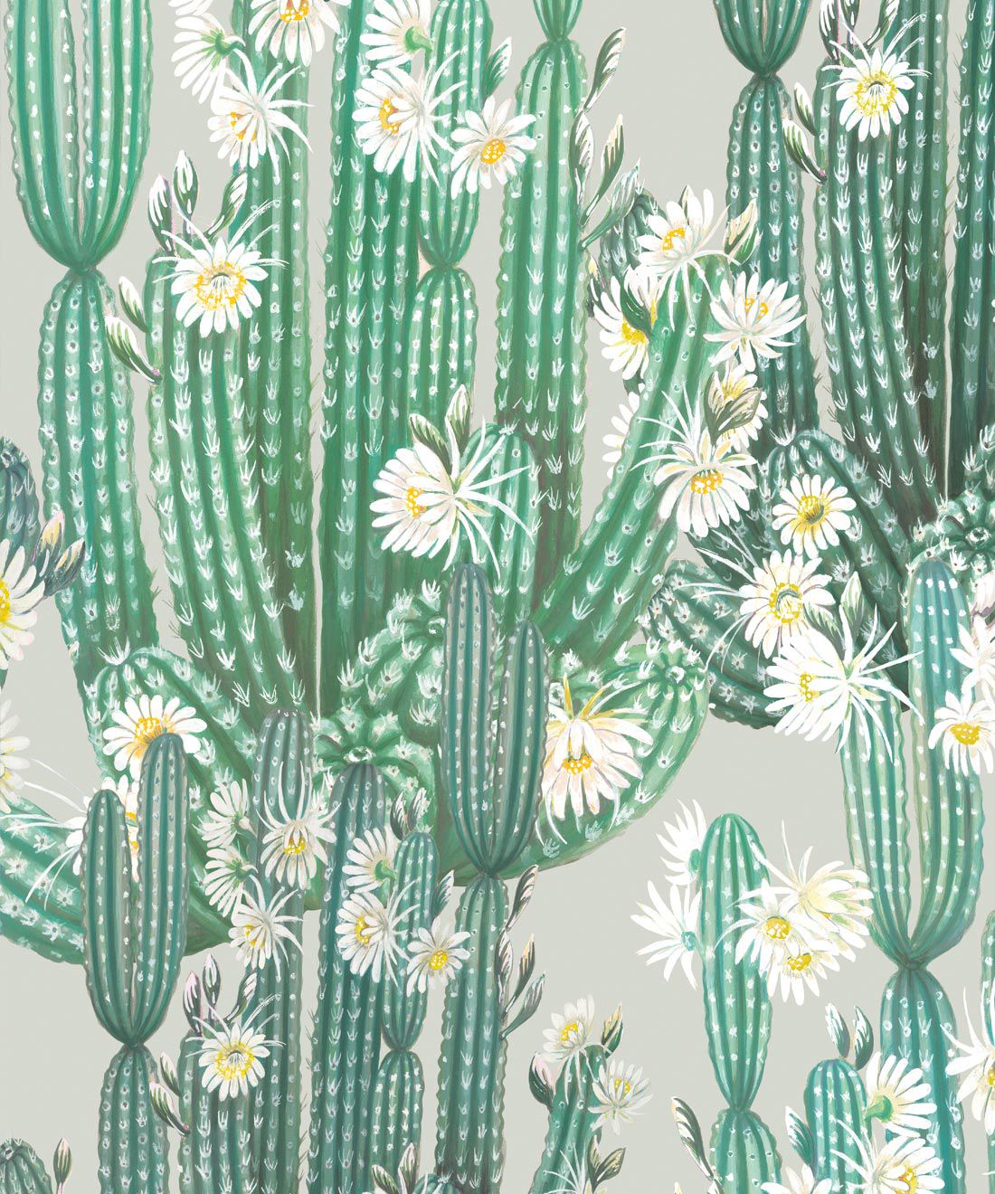 San Pedro Wallpaper • Cactus Flower Wallpaper